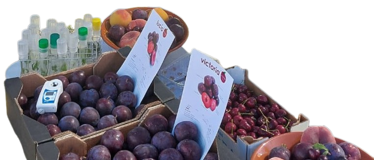 Foto de noticia: El IMIDA presenta variedades de frutas mejoradas